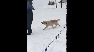 Собачка катается с горки по снегу