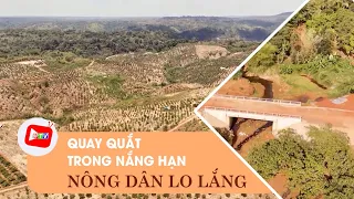 Quay quắt trong nắng hạn, nông dân lo cây trồng, vật nuôi |BPTV