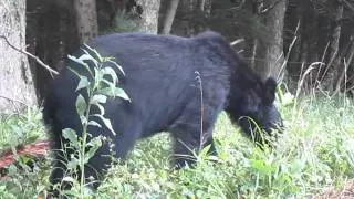 Mama Bear and Three Cubs   Cades Cove