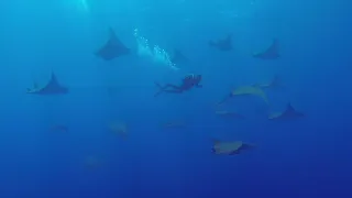 Diving Princess Alice seamount with CW Azores