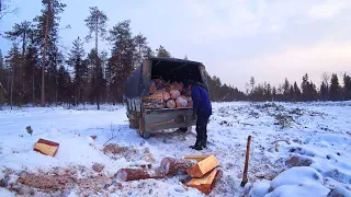 Заготовка дров в лесу. Новая делянка. Тулан поехал со мной. Косачи на деревьях.