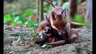 Junge Füchse am Bau Tag 1 * spielende Füchse Rotfuchs Fuchsbau Fuchs red fox Tierfilm Naturfilm