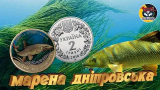 "Марена дніпровська" 2 гривні 2018 року. Ріст ціни на монету