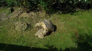 Funny video Toddler sees Tortoises mating - needs sound