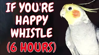 If You're Happy and You Know it Whistle, Cockatiel Practice, 6 HOURS of Cockatiel Whistling