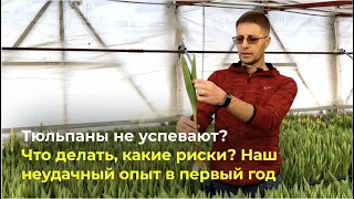 Что делать, если тюльпаны запаздывают?