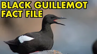 Black Guillemot: Fact File (British Wildlife Facts)