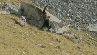 Mountain goat vs eagle