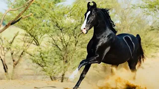 Марвари - королевские лошади Индии- Marwari royal horses of India! Лошади породы Марвари-дети Солнца