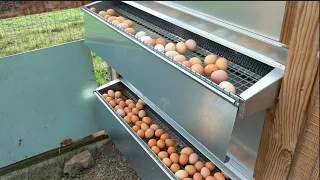 Chicken Coop inside a Greenhouse - Best Nest Box in Hawaii!