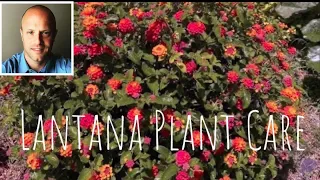 Lantana Plant Care Tutorial