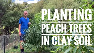 Planting Peach Trees in Clay Soil || Hectare Homesteader