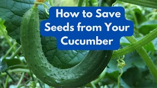 How To Save Seeds from Your Cucumber