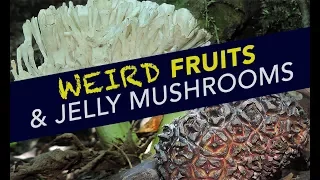 Weird Fruits & Jelly Mushrooms