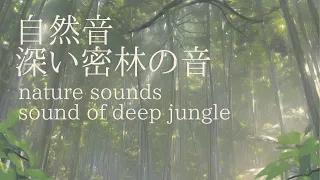 【ASMR風】1時間 自然音 深い密林の音 1hour nature soundssound of deep jungle