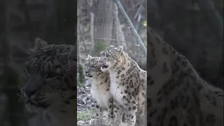 A pair of snow leopards.