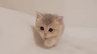 The kitten that meows because it can't get down from a high place is so cute...