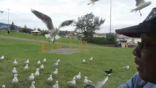 'helicopter' seagulls - March 2, 2015