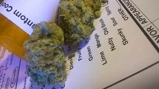 Phantom Cookies Review (34/50)