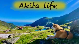 Akita celebration | How Akita Chiyoko grow |  秋田犬 | My Dog's Birthday