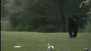 Jack Russell Terrier vs Adult Black Bear
