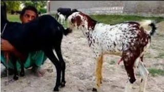 amazing goat meeting first time at village full hd video