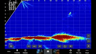 Huge catfish... Большой сом на экране #Garmin #Panoptix #livescope #neptunfishinglv