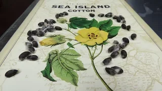 Sea Island Cotton   An Introduction to its Revival