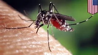 Mosquitoes prick skin with six needles to suck blood and spread diseases like Zika