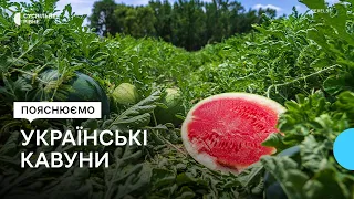 "З Херсонщини ми кавунів не побачимо": де садять їх в Україні та звідки імпортують