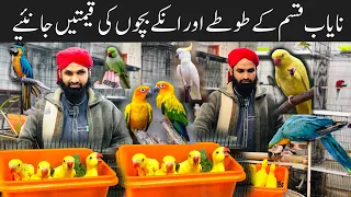 Cheapest Exotic Parrots & Birds Market Rawalpindi in Pakistan 2024 | Parrot Chicks | parrot babies