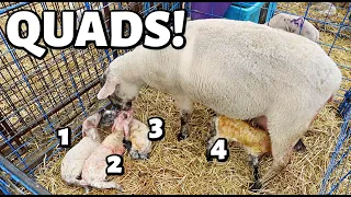 EWE were WORTH the WAIT!!😍 | a possible feed error, a set of quads, and POPCORN LAMBS! | Vlog 565