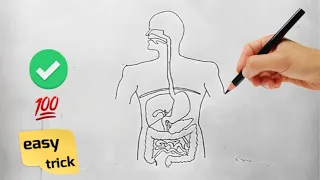 How to draw human digestive system easily/step by step | easy way to draw human digestive system