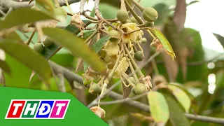 Chăm sóc vườn sầu riêng sau thu hoạch | THDT