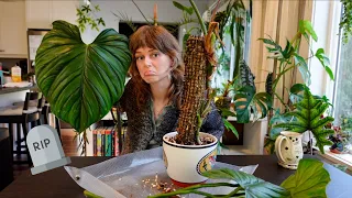 saying goodbye to my favourite philodendron + feeling down about my collection 🌧️