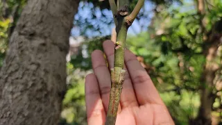 when to open grafting tape of plant