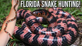 Fantastic Summer Snake Hunting in Florida! Stunning Mud Snake, Coral Snake, and more!