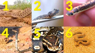 My Top 6 Snakes of Southern Africa!