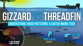 Understanding GIZZARD & THREADFIN Shad Behavior 🤔🐟 (How to Identify, Patterns, LIVESCOPE examples)