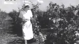 Выращивание винограда   в  1953 году.