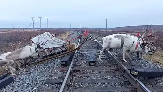 Reindeer herders' migration / Camp migration