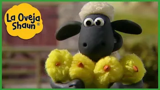 La Oveja Shaun 🐑 Oveja y pollito 🐑 Dibujos animados para niños