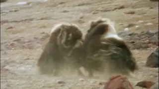 A fight between two musk oxen in the forest