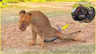 20 Painful Moments! Injured Lion Fights Wild Buffalo,The Hunter Fails Before The Ferocious Prey.