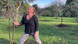 Moving Olive Trees from One Property to Another - Transplanting Olive Trees