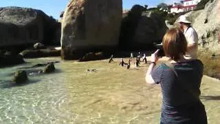 Penguins at Boulders Beach