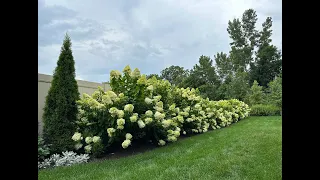 94 Hydrangeas and Counting    Sharing all the Hydrangeas in Our Garden || Grow For Me 5b