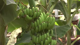 Түркістан облысы аумағында 5 гектар жылыжайда банан өсіп тұр