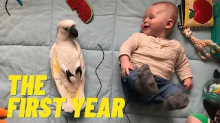 The first year of Marni the cockatoo and his favorite human Rémi