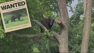 Black bear spotted in DC tree, captured and released back into the wild